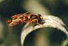 Sphaerophoria scripta